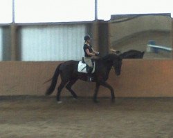 dressage horse Flaneur (German Sport Horse, 2008, from Faustinus)