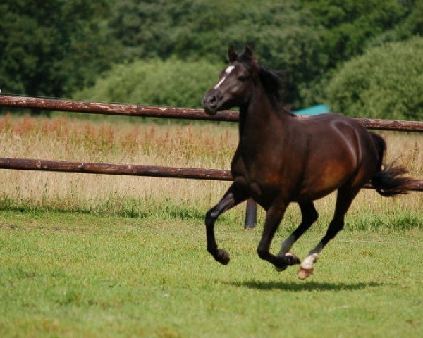 Zuchtstute Novena (Deutsches Reitpony, 2007, von Nabucco R)