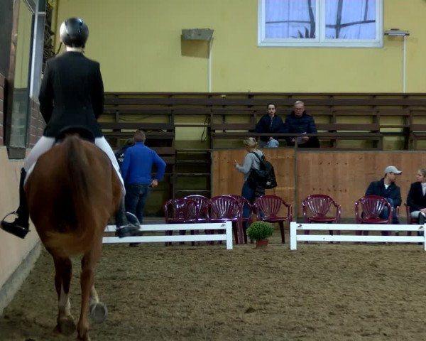 Reitturnier Frechen-Grefrath - Sonnenhof 2022