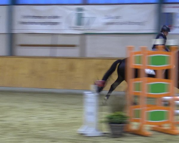 Reitturnier Steinhagen 2022