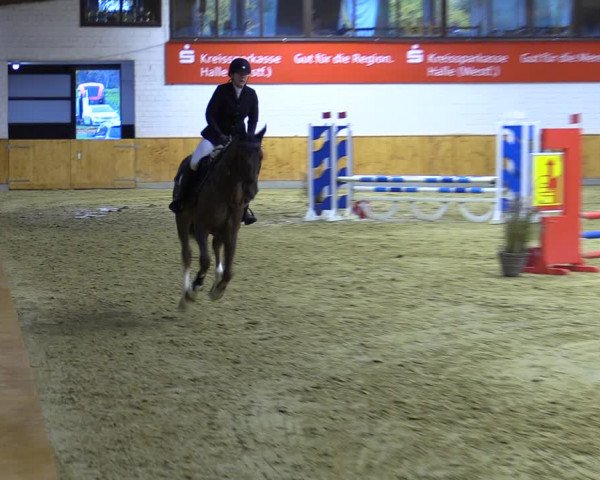 Reitturnier Steinhagen 2022