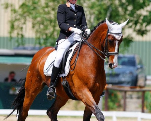 dressage horse Serenus 6 (Hanoverian, 2000, from Silvano)