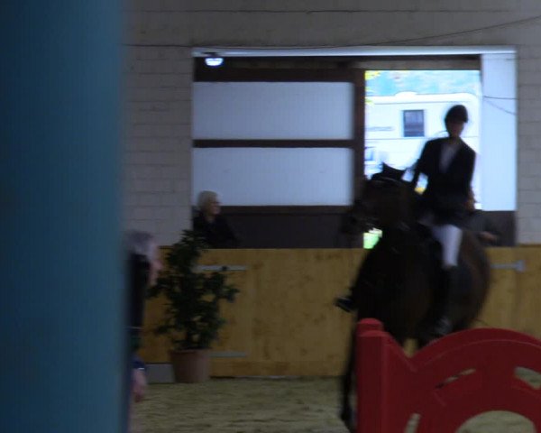 Reitturnier Steinhagen 2022