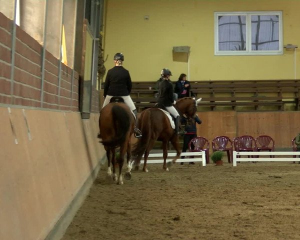 Reitturnier Frechen-Grefrath - Sonnenhof 2022