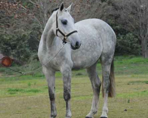 broodmare Cassinata (Holsteiner, 2007, from Cassini II)