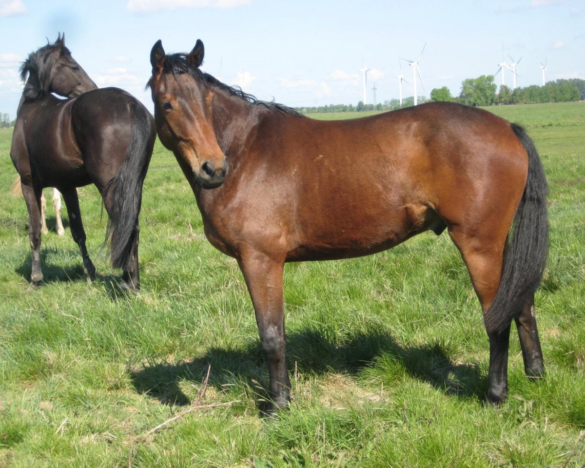 Pferd Wissarion (Hannoveraner, 2009, von Wishing Luck)
