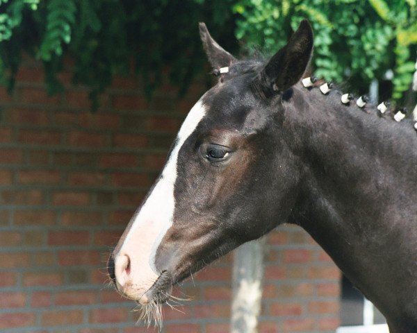 Dressurpferd No Limit (Deutsches Reitpony, 2003, von Notre Beau)