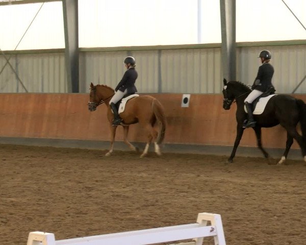 Reitturnier Frechen-Grefrath - Sonnenhof 2022