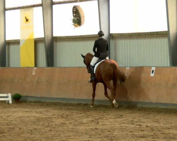 Reitturnier Frechen-Grefrath - Sonnenhof 2022