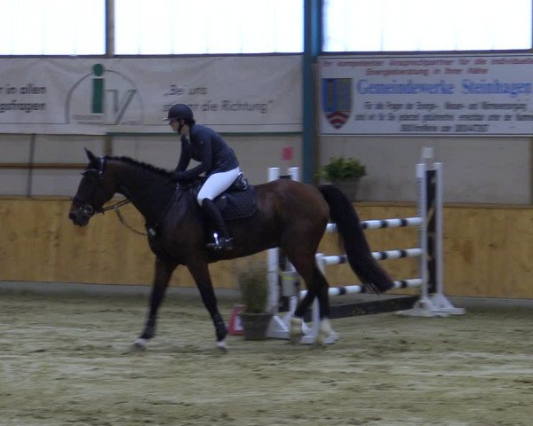 Reitturnier Steinhagen 2022