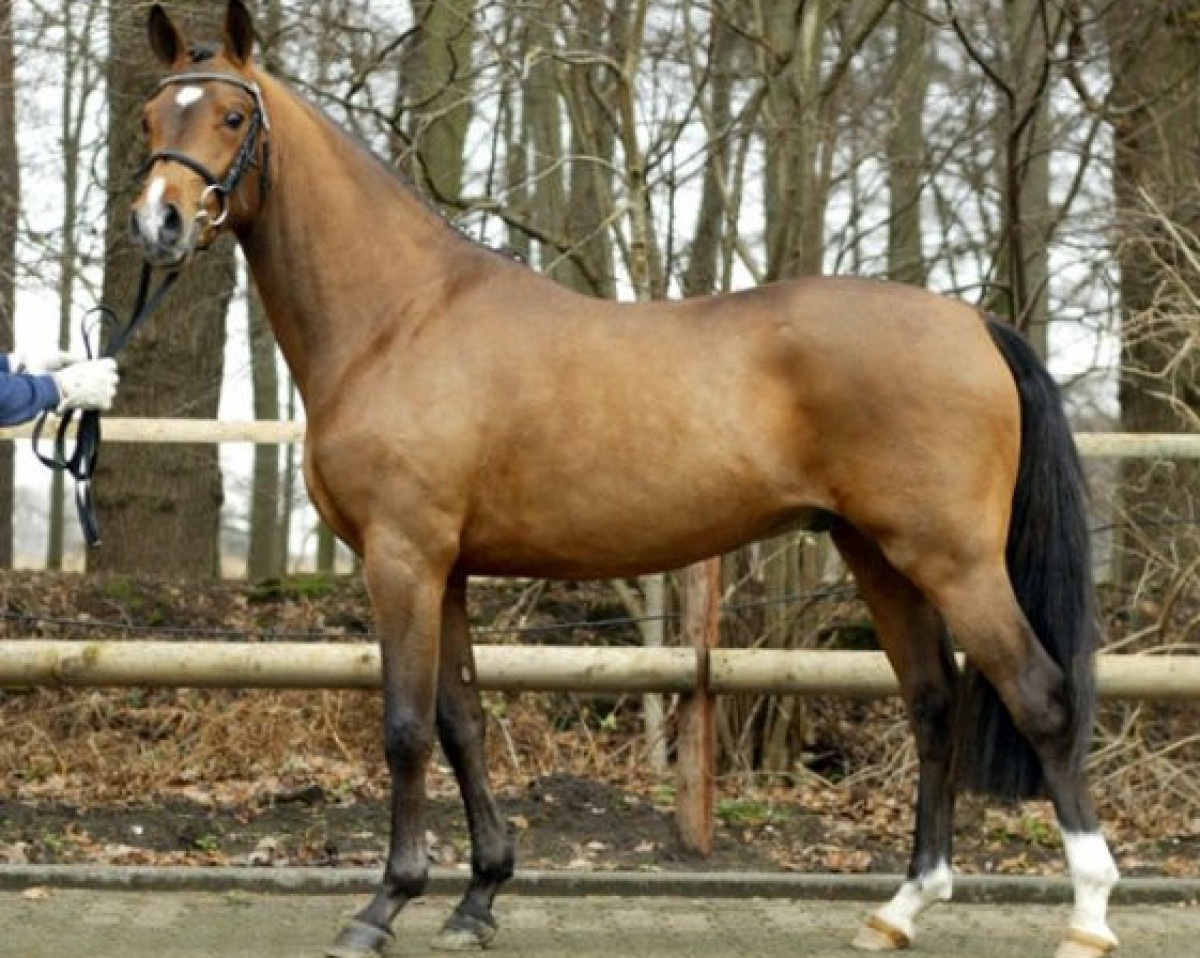 stallion Lucky Lao II (German Riding Pony, 2005, from Lucky Strike)