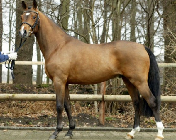 Deckhengst Lucky Lao II (Deutsches Reitpony, 2005, von Lucky Strike)