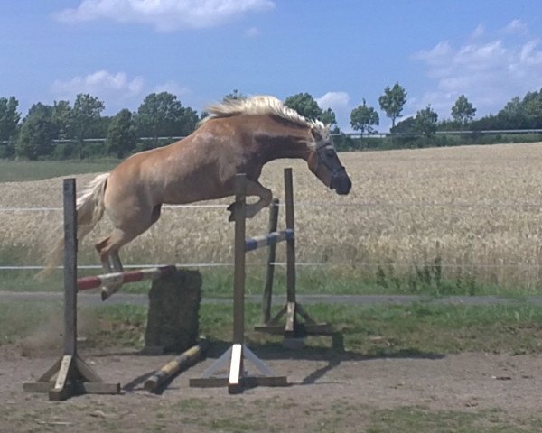 jumper Katinka (1,95% ox) (Haflinger, 2008, from Alibaba)