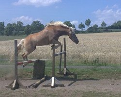 jumper Katinka (1,95% ox) (Haflinger, 2008, from Alibaba)