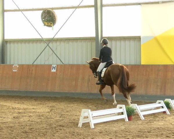 Reitturnier Frechen-Grefrath - Sonnenhof 2022