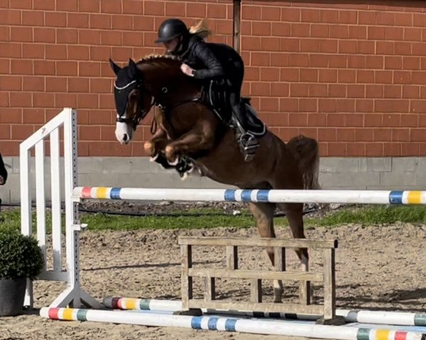 Springpferd Philippe 8 (Deutsches Reitpony, 2017, von Paul SG)