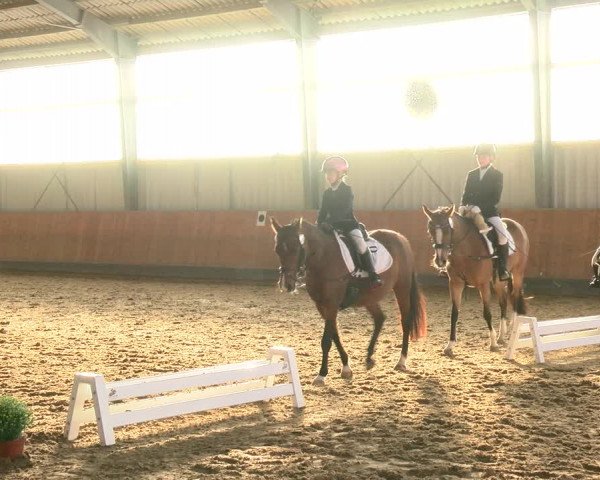 Reitturnier Frechen-Grefrath - Sonnenhof 2022