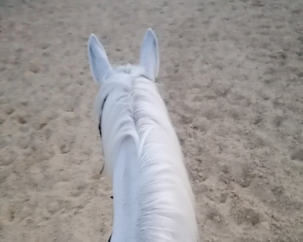 horse Bielka (Polish Warmblood, 1999, from Eltor)