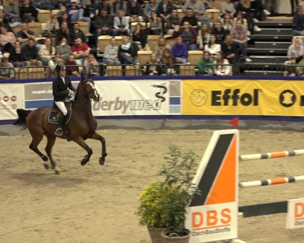 FEI Reitturnier Neumünster 2022