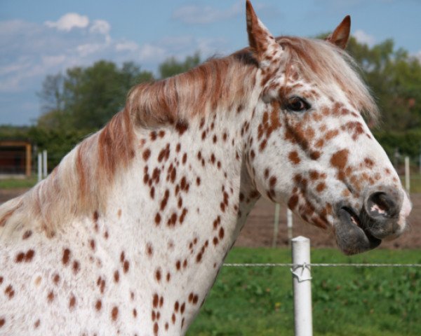 horse Azir af Wendandi (Knabstrupper, 2005, from Aurel af Wendandi)