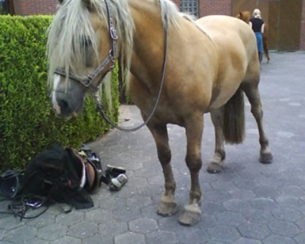jumper Rico (Haflinger,  , from Husar)