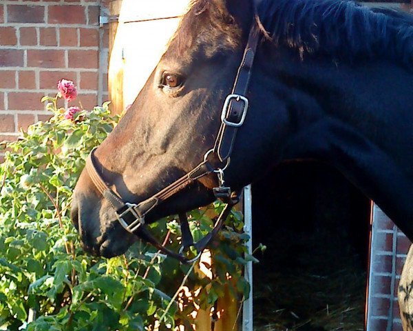 jumper Stella 841 (Oldenburg, 2005)
