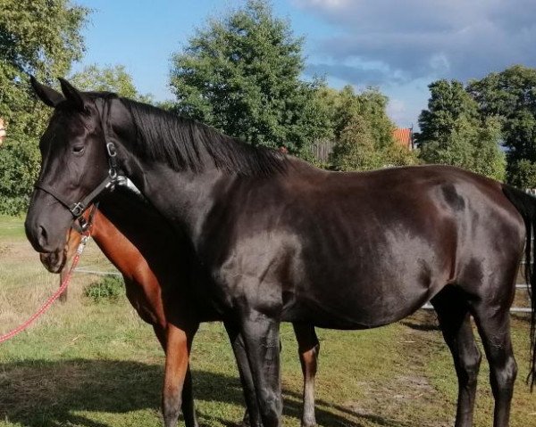 horse Fantastic Frieda B (Hanoverian, 2014, from Fantastic)