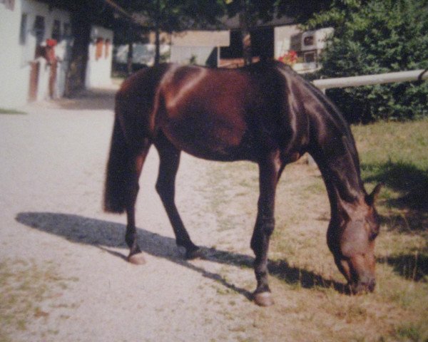 dressage horse Dorothy 3 (Welsh Partbred, 1996, from Speyksbosch Nando)