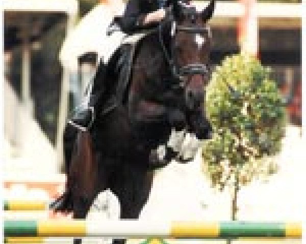 Pferd Viva (Deutsches Reitpony, 1997, von Vivaldi)