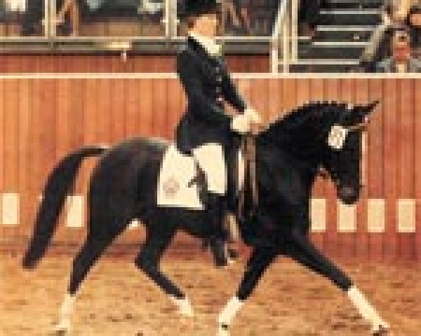 broodmare Maya (German Riding Pony, 1976, from Merafic ox)