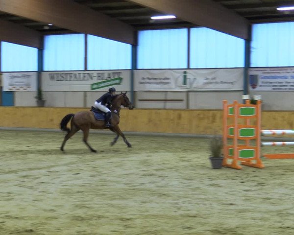 Reitturnier Steinhagen 2022