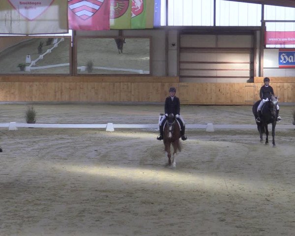Reitturnier Steinhagen 2022