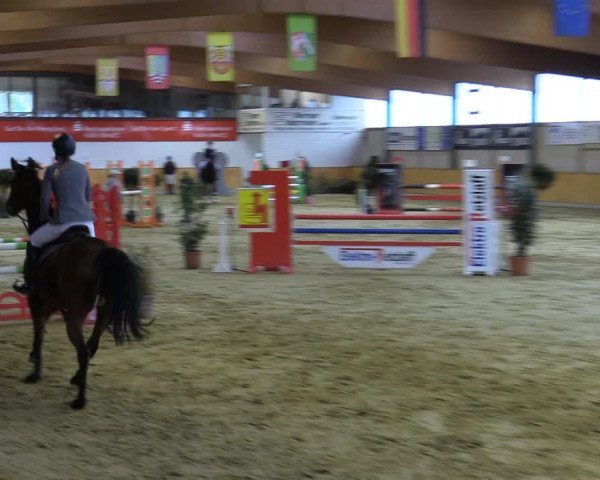 Reitturnier Steinhagen 2022
