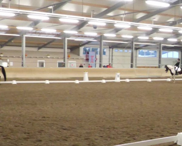 Reitturnier Waghäusel-Wiesental 2022