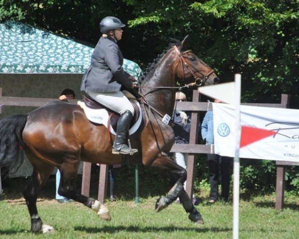 jumper Rotterdam 8 (Hanoverian, 2001, from Rotspon)