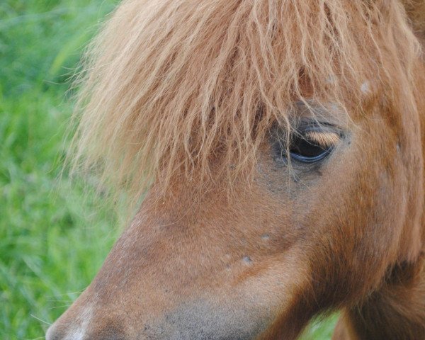 broodmare Nikita v Ministal Ponydijk (Shetland pony (under 87 cm), 1998, from Bright van Uilenbroek) broodmare Nikita v Ministal Ponydijk (Shetland pony (under 87 cm), 1998, from Bright van Uilenbroek)