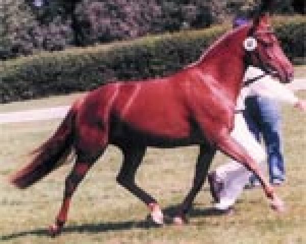 Zuchtstute Velvet (Deutsches Reitpony, 1995, von VIP)