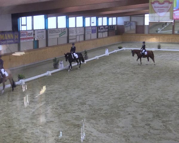 Reitturnier Steinhagen 2022