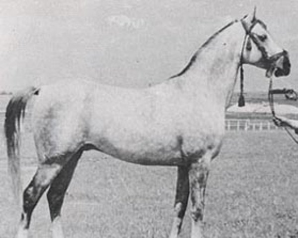 stallion Sedziwoj ox (Arabian purebred, 1954, from Trypolis 1937 ox) stallion Sedziwoj ox (Arabian purebred, 1954, from Trypolis 1937 ox)