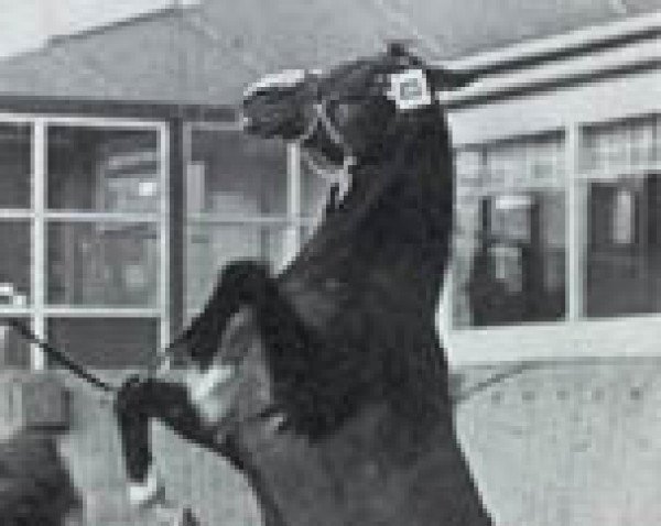 stallion Ali Bek ox (Arabian purebred, 1953, from Trypolis 1937 ox)