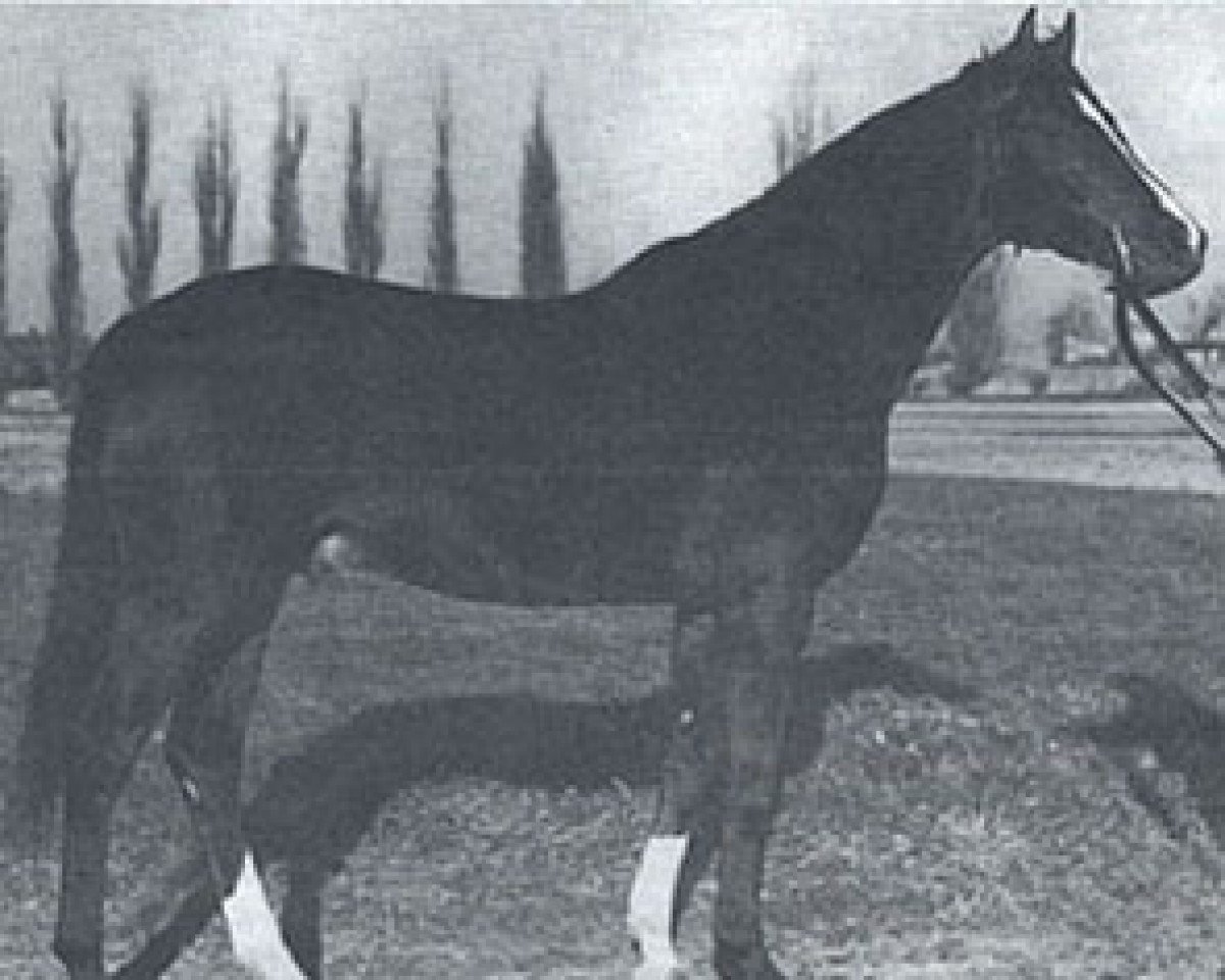 stallion Arragon ox (Arabian purebred, 1959, from Faher ox)