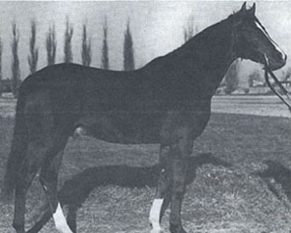 stallion Arragon ox (Arabian purebred, 1959, from Faher ox)