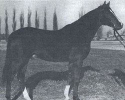 stallion Arragon ox (Arabian purebred, 1959, from Faher ox)