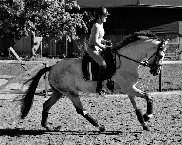 horse Feinrich's Frosty (Oldenburg, 2018, from Feinrich)