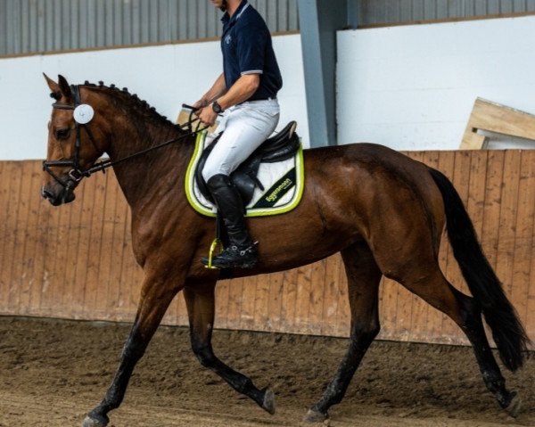 broodmare Zinedream's Best L (Oldenburg show jumper, 2019, from Zinedream)