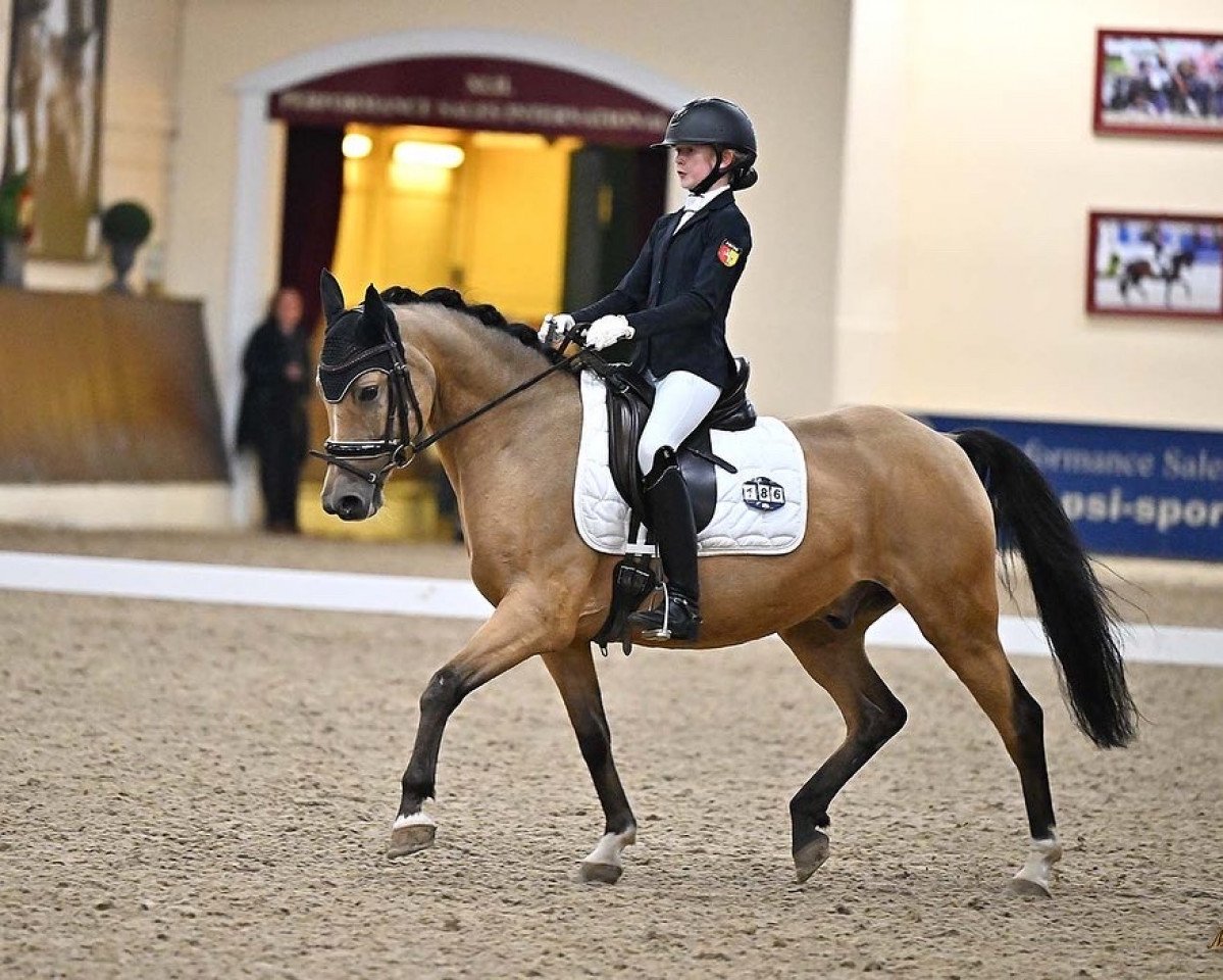 Cavallo da Dressage Hesselteichs A Golden Nugget (Pony da Sella Tedesco, 2015, di A Gorgeous)