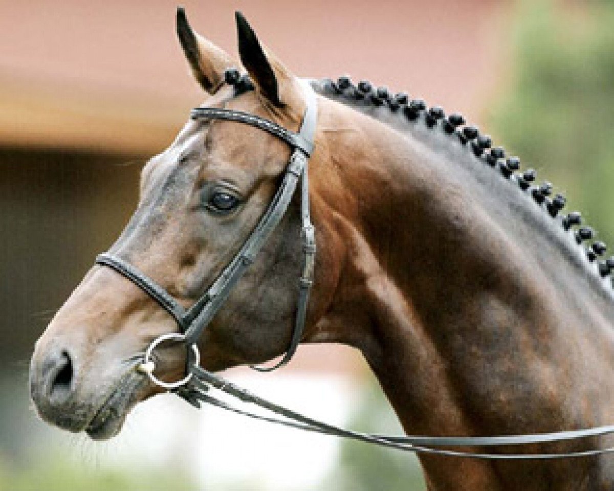 stallion Lanciano (Westphalian, 1990, from Landino)
