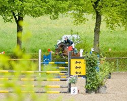 Springpferd RW's Cayenne (Oldenburger Springpferd, 2005, von Carry Gold)