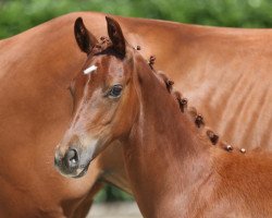 Deckhengst Dimaggio Fox JM (Westfale, 2022, von Dimaggio Black)