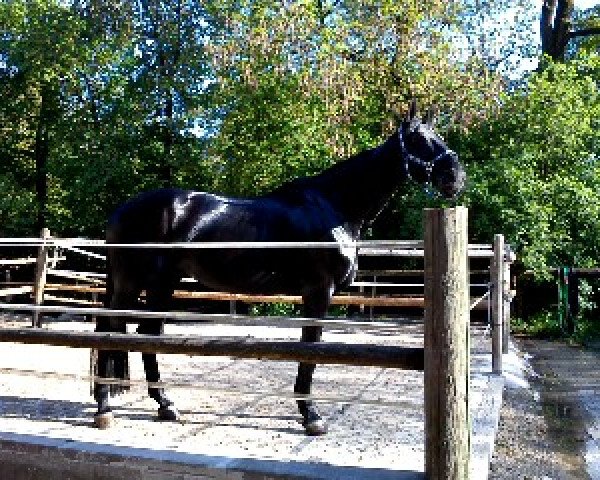 horse Scarlett L (Bavarian, 1993, from Oldham xx)